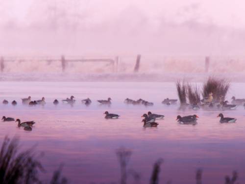 Enten schwimmen auf einem Gewässer, die Szene ist in rosafarbene Töne getaucht.