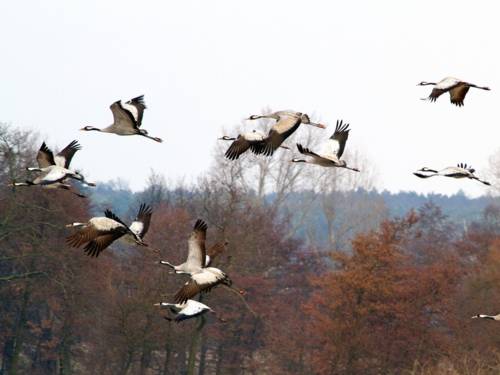 Ein Schwarm Kraniche fliegt.