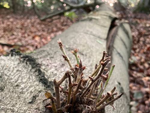 Ein umgestürzter, liegender Baum treibt frisch aus.