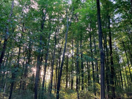 Die Sonne scheint durch eine Reihe hoher, schlanker Waldbäume.