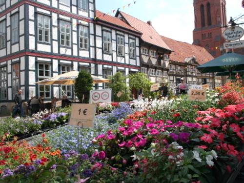 Fachwerkhäuser umgeben den Blumenstand eines Wochenmarktes.
