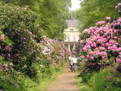 Radfahrende sind unterwegs zum Schloss Hagenburg, blühende Rhododendren säumen den Weg.
