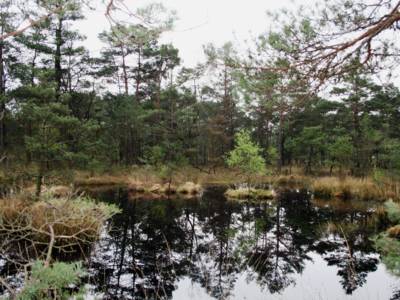 Um einen kleinen See stehen Nadelbäume, auf einer kleinen Insel wächst ein einzelner Laubbaum.