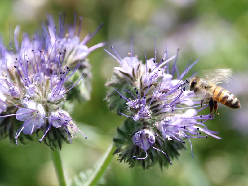 Honigbiene beim Nektarsammeln auf einem Blütenstempel.
