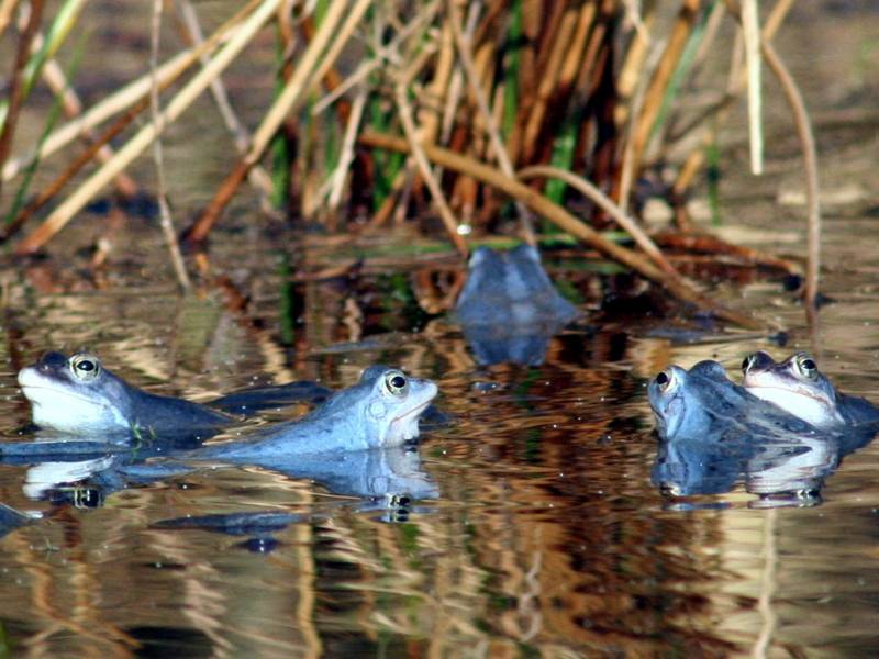 Blaue Frösche in einem Gewässer