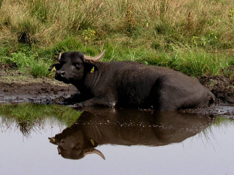 Wasserbüffel am Rand einer Tränke liegend