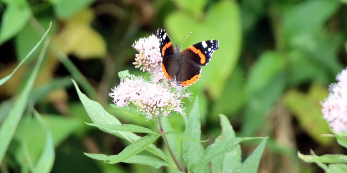 Ein Schmetterling sitzt auf einer Blüte.