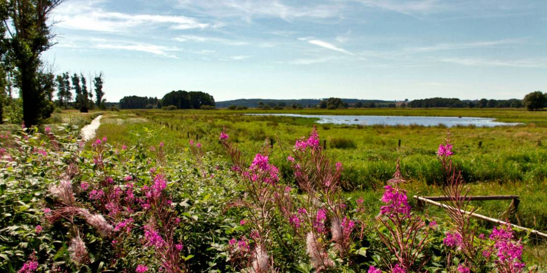 Im Vordergrund sind blühende Pflanzen, im Hintergrund ist eine flache Landschaft mit nassen und unter Wasser stehenden Wiesen.