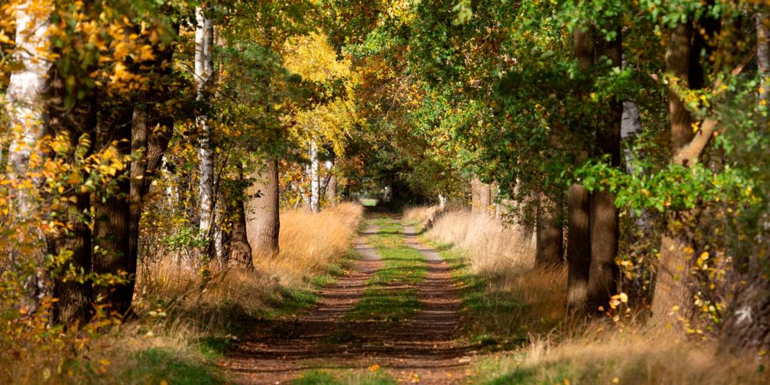 Weg durch einen Wald: Links und rechts der beiden Fahrspuren wachsen Bäume.