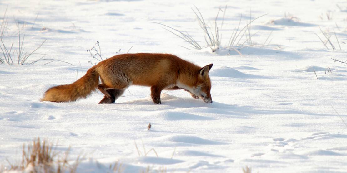 Fuchs im Schnee