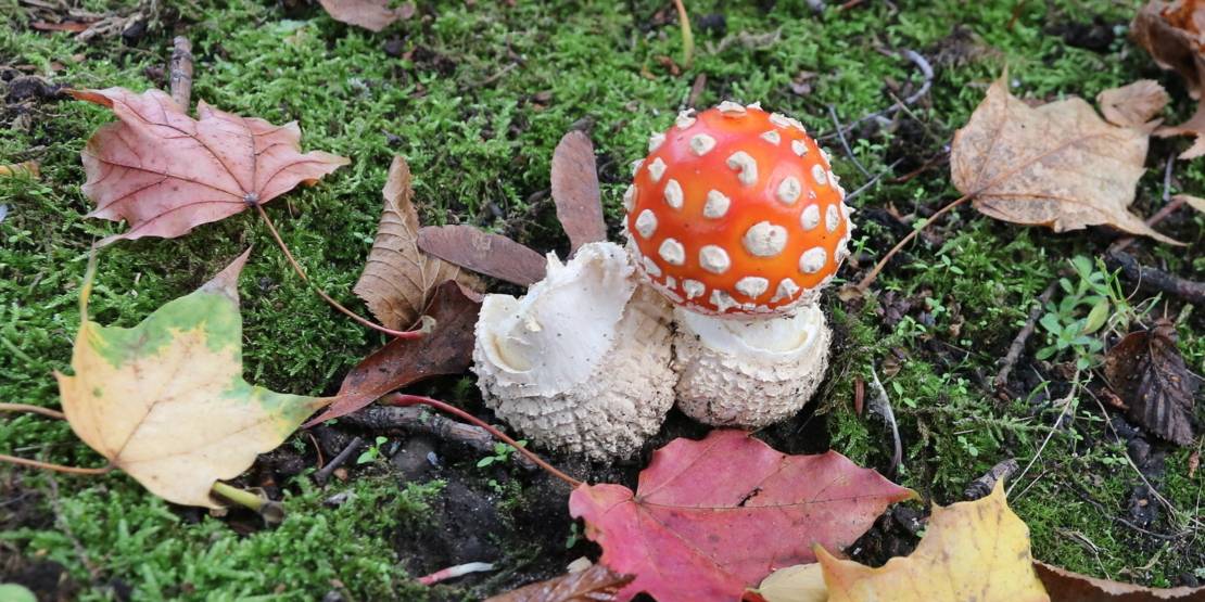 Fliegenpilz: Giftpilz mit weißem Stiel, darauf eine rote Kappe mit weißen Punkten.