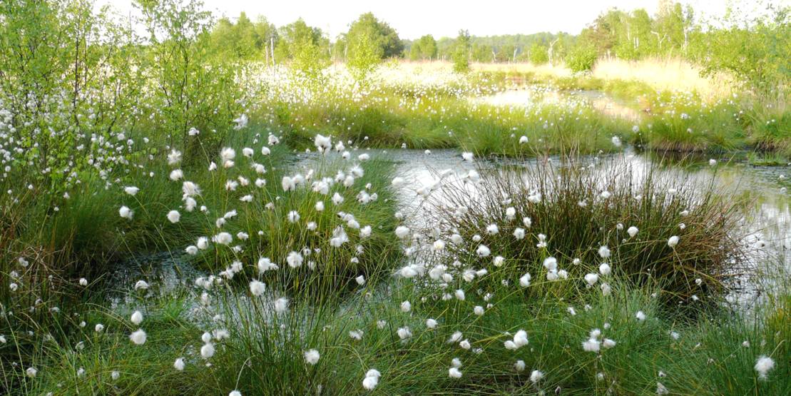 In einer Moorlandschaft trägt Wollgras weiße Faserbüschel.