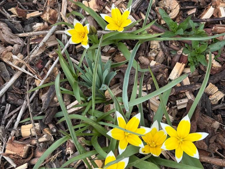 Stern-Tulpe (Tulipa tarda) auf holzigem Boden.