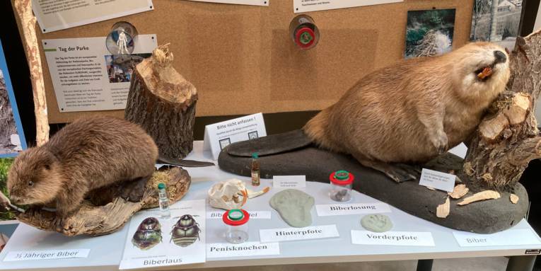 Ausstellung im Naturparkhaus anlässlich des Bibertages: Zu sehen sind unterschiedlich alte Biber, Biberlaus, Penisknochen und weitere Exponate.