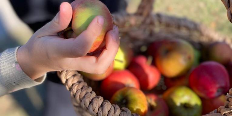 Eine Hand nimmt einen Apfel aus einem Korb mit Äpfeln.