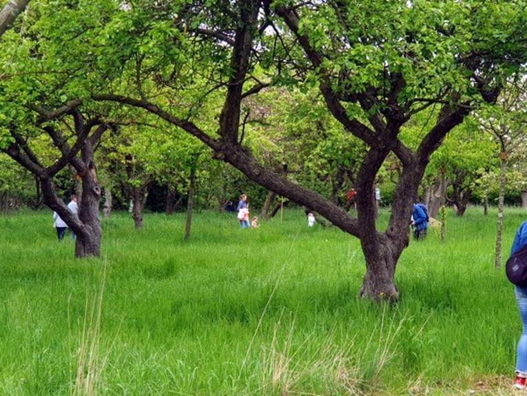 Obstbäume wachsen auf einer Wiese mit hohem Gras, dazwischen schreiten Menschen.