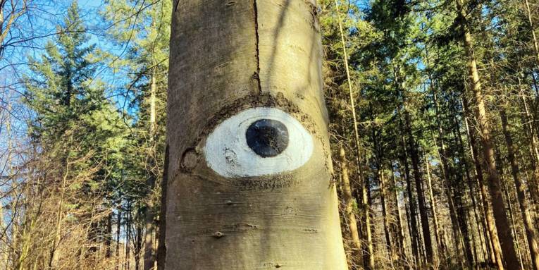 An dem Baumstamm einer Buche fehlt ein Ast. Die dadurch sichtbaren Jahresringe sind so mit schwarzer und weißer Farbe bemalt, dass diese Stelle aussieht wie ein Auge mit schwarzer Pupille und Augenlidern.