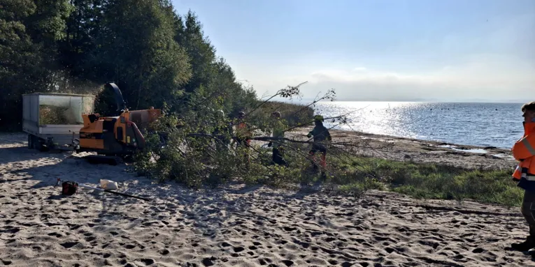 Mehrere Personen halten gemeinsam einen Baum und schieben ihn in einen mobilen H&auml;cksler