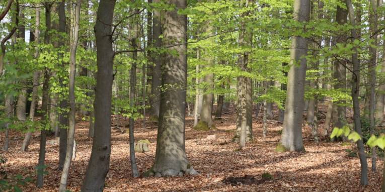 Bäume und Bodenbewuchs bilden einen Wald.