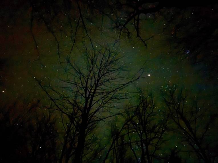 Laubfreie Bäume vor nächtlichem Himmel