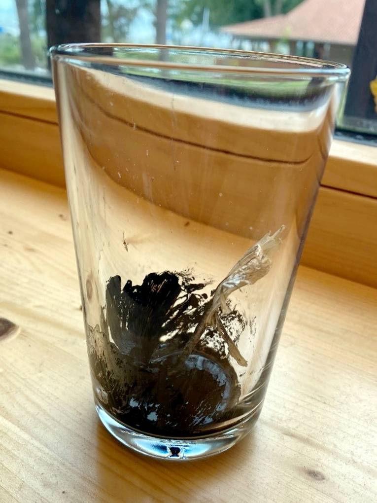 Ein Pilz ist stark verschrumpelt, flüssige Tinte hat sich im Glas gesammelt, in dem der Pilz liegt.