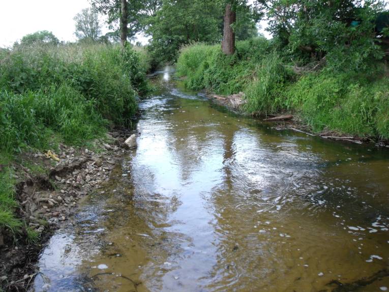 Ein Fluß, das Flußufer ist mit hohen Gräsern und Bäumen bewachsen