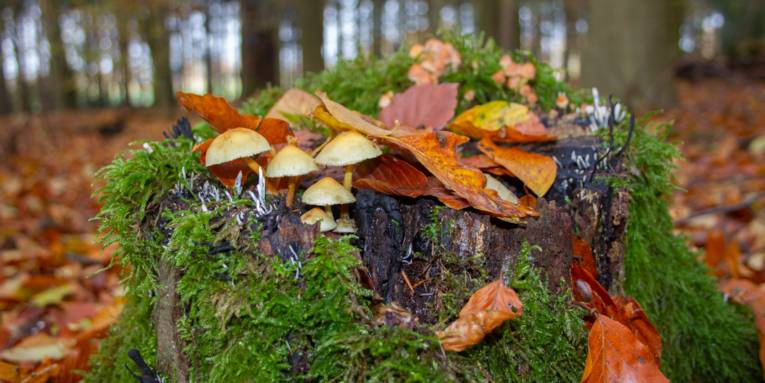 Pilze sprießen aus einem Baumstumpf, außerdem wächst Moos auf dem modernden Holz.