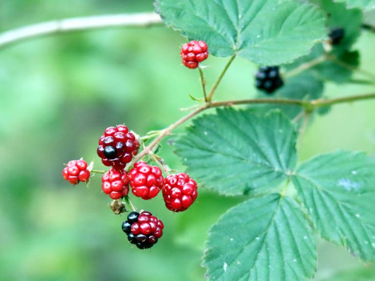 Brombeeren an einem Strauch.