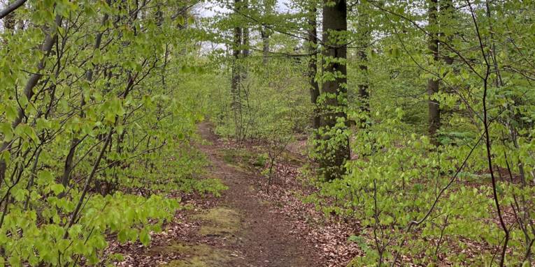 Ein kleiner Weg führt durch einen frühlingshaften Wald.