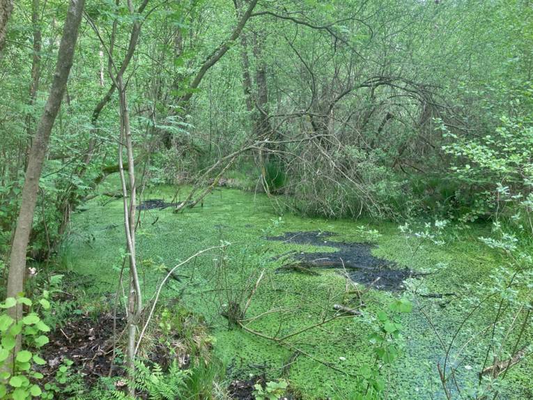 Nasses, sumpfiges Gebiet mit wilder Vegetation.