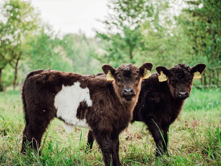 Zwei Galloway-Jungtiere stehen auf einer Weide