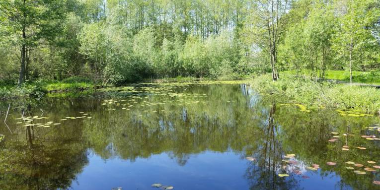 Wasserfläche mit Seerosen, Drumherum wachsen Bäume und Sträucher.