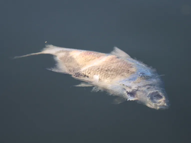 Toter Fisch treibt im Wasser