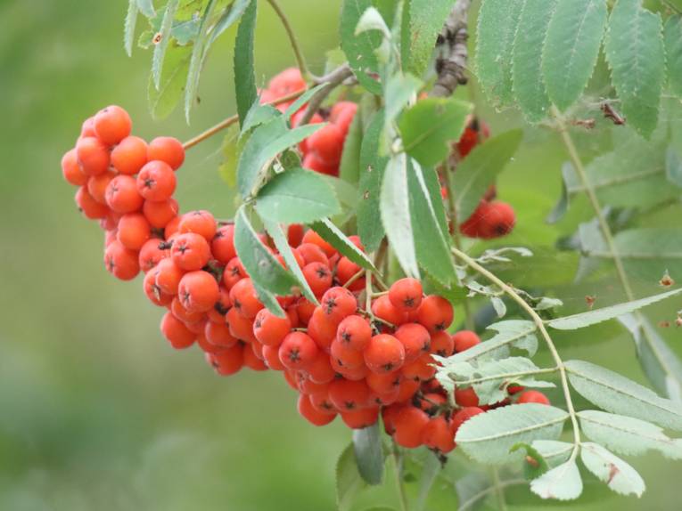 Vogelbeeren an einem Strauch.