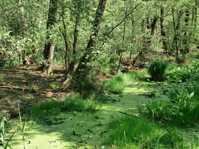 Durch einen Wald zieht sich ein Graben mit sumpfigem Wasser.