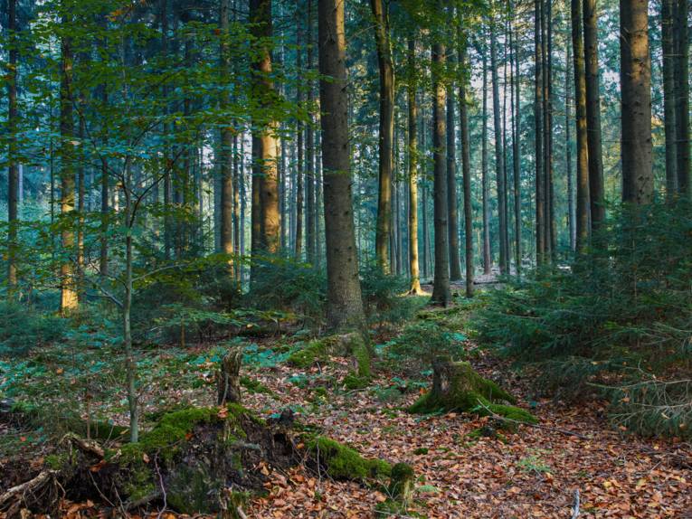 Fichten und einzelne Laubbäume bilden einen Bald, auch Totholz, modernde Baumstümpfe, sind zu erkennen.