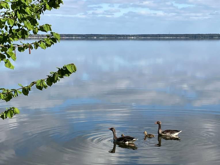 Gänse schwimmen mit Nachwuchs über das Steinhuder Meer.