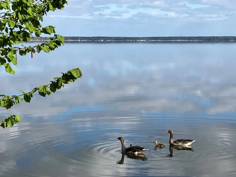 G&auml;nse schwimmen mit Nachwuchs &uuml;ber das Steinhuder Meer.