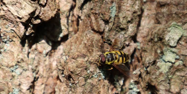 Schwebfliege: Ein Insekt in den Farben Gelb und Schwarz auf der Borke eines Baums.