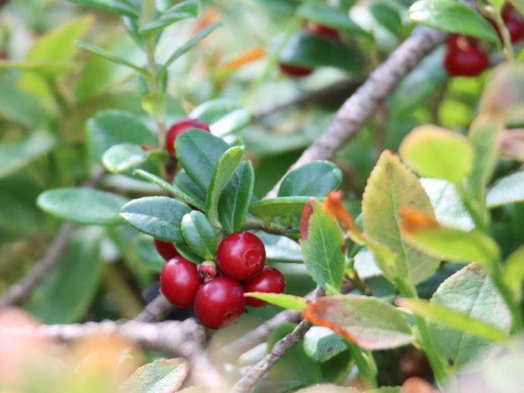 Preiselbeeren an einem Strauch.