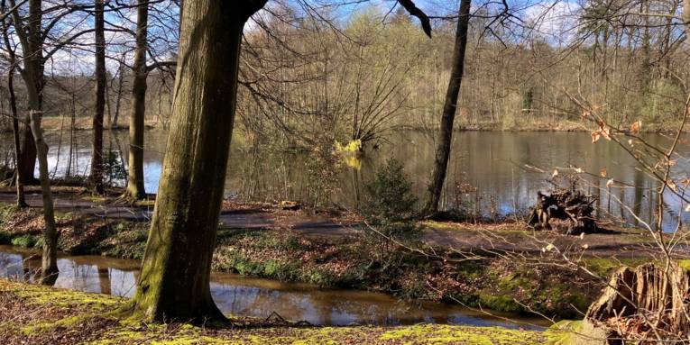 Bäume und Sträucher wachsen an einem Weg und einer Wasserfläche.