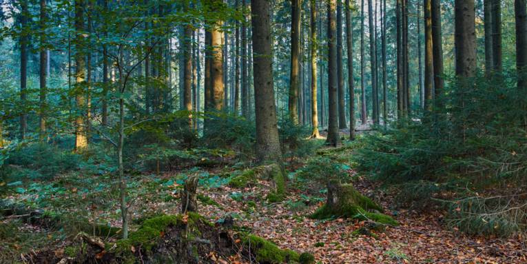 Fichten und einzelne Laubbäume bilden einen Bald, auch Totholz, modernde Baumstümpfe, sind zu erkennen.