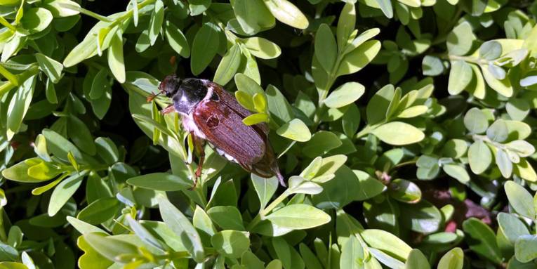 Ein Maikäfer erklimmt einen grünen Strauch.