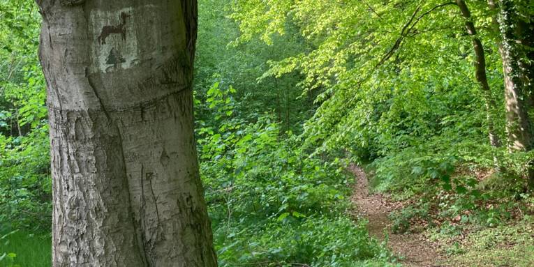 Ein Weg führt durch einen Wald.