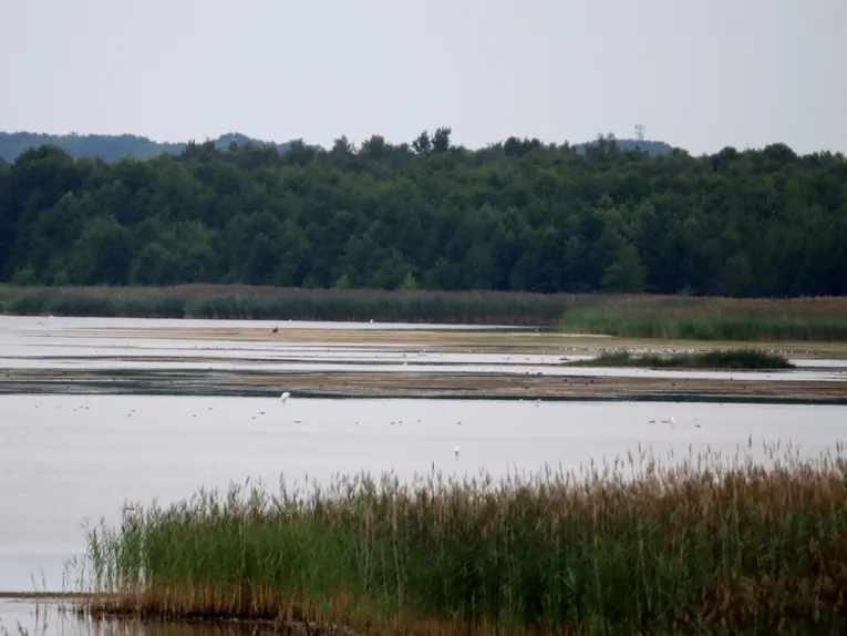 Als kleine und gr&ouml;&szlig;ere Inseln ist der sonst von Wasser bedeckte Boden des Steinhuder Meeres zu erkennen.