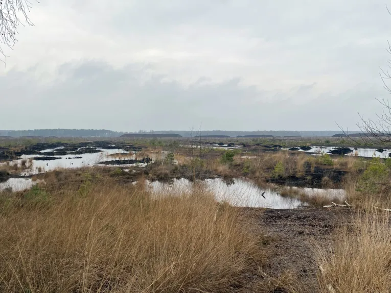 Eine Moorlandschaft mit B&uuml;schen, Str&auml;uchern und anderen Pflanzen, dazwischen sind offene Wasserfl&auml;chen.