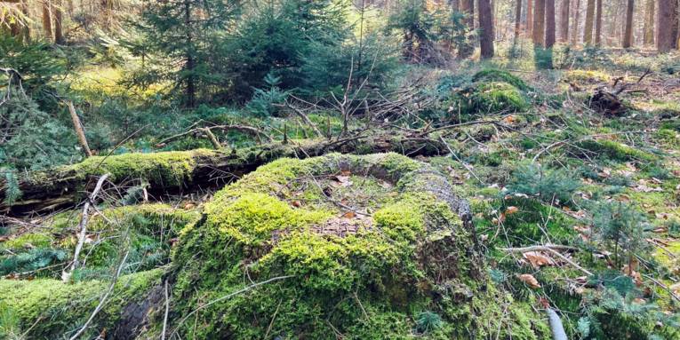 Ein alter Baumstumpf ist von Moos überwachsen. Wo einmal dieser Baum stand, hat sich nun eine kleine Lichtung gebildet.