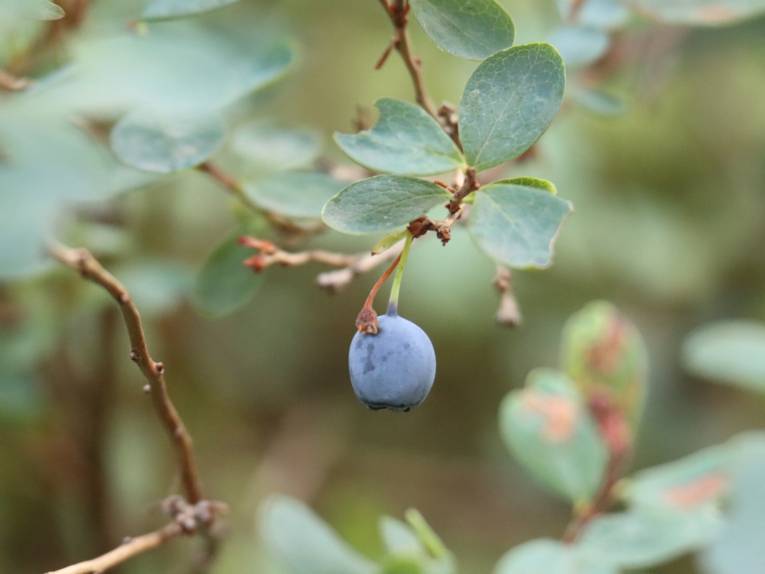 Rauschbeeren an einem Strauch.