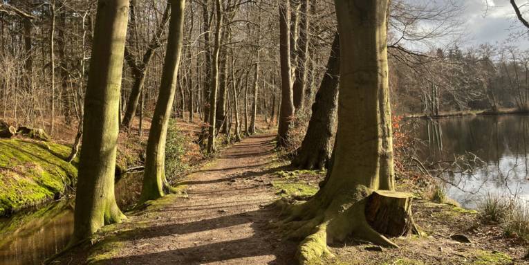 Ein Weg führt durch einen Wald, links des Weges ist ein mit Wasser gefüllter Graben, rechts ist ein Seeufer. Die Bäume sind kahl.