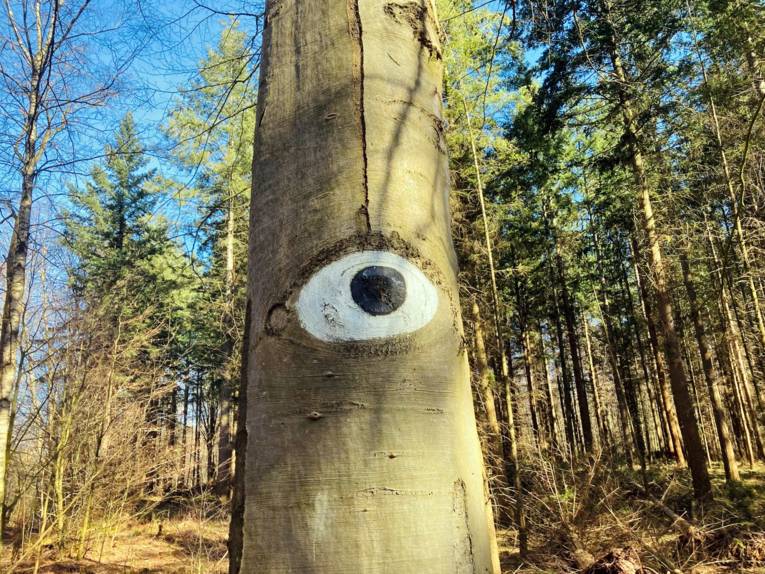An dem Baumstamm einer Buche fehlt ein Ast. Die dadurch sichtbaren Jahresringe sind so mit schwarzer und weißer Farbe bemalt, dass diese Stelle aussieht wie ein Auge mit schwarzer Pupille und Augenlidern.